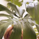 Subotanico Poblado, Medellin